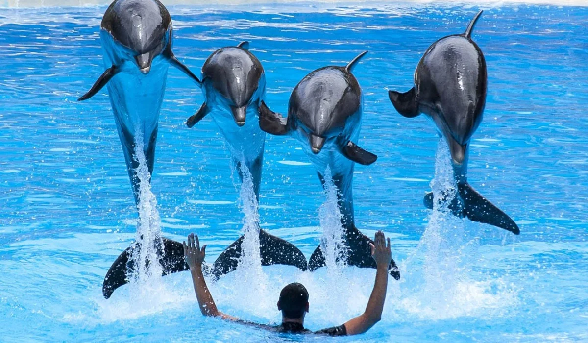 Agadir Dolphin World