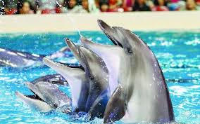 Agadir Dolphin World