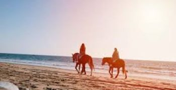 Cheval Agadir