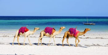Balade chameaux Agadir